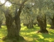 В Гърция крадат маслини и зехтин