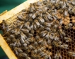 Медоносните пчели - индикатори за замърсяване
