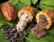 Голямо поскъпване на какаото