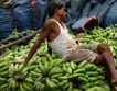 Русия спира вноса на банани от Еквадор