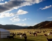 Монголия: "дзуд" уби милион животни