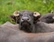 Дания ще променя храната на кравите 