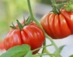 Колко домати сме изнасяли преди и сега?