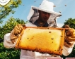 Стипендии за пчелари-любители