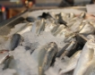 Китай отново ще внася морски продукти от Япония