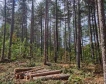 Риск от пожари в горите