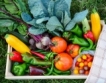 Албания: 10% ръст на износа на плодове и зеленчуци