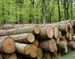 Застаряващите гори - предпоставка за пожари