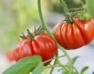 Българската оранжерийна продукция в Мадрид
