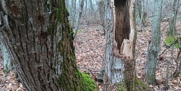 Рекордно слаб дърводобив 