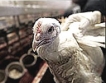 Китай с нови мита за американските пилета