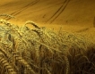  Над 30 % спад на зърнената реколта в Русия