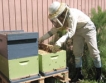 Милиони получават пчеларите