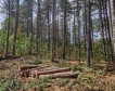 Запасът на горите у нас се е увеличил с 4,5% 