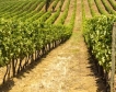 Площите с лозя драстично намалени
