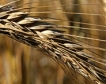 Глобален спад в производството на пшеница