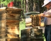 Пчелари с високи добиви 