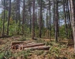 300 000 изгорели декара гори за година