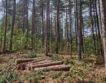 Ръст на производствените цени в горското стопанство