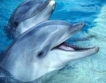 8 млн. лв. неустойка за проваления делфинариум в Несебър