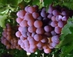 Как се произвежда био грозде в България