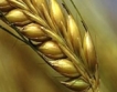ДДС - най- сериозният проблем при зърнената търговия