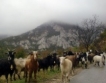 ЕК одобри спешната защита срещу шапа в България