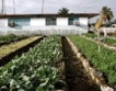Земеделието вдига Куба на крака