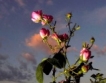 Българска роза в парфюм на Nina Ricci 