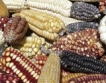  България забранява ГМО царевица МОН 810