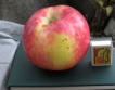 „Агра 2011“ представя пет нови сорта ябълки
