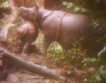 Заснеха най-редкия носорог в света