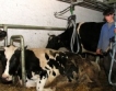 МЗХ: 2618 кравеферми произвеждат 50% от млякото на пазара