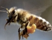 Смъртта  на пчелите 