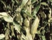 Само 4 млн.дка царевица в България  