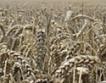 2009:3.6 млн. тона пшеница