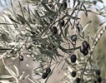 В Кърджали ще засаждат маслини 