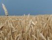 Русия изнася 15 млн. тона зърно?
