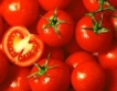 Италианец пося 3000 дка с домати в Шишманци