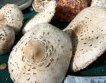 БГ гъби заплашени от полската печурка