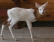 Уникално козле в зоопарка на Стара Загора