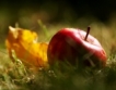 Най-голямата ябълкова градина спасена