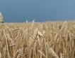 32 000 тона зърно прибрано	