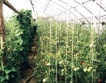 15 млн. лв. за зеленчукопроизводителите през 2012 г. 