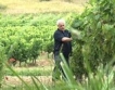 Започва прием на проекти за лозаро-винарския сектор