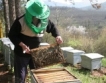 Заявления по пчеларските програми до 31 август 