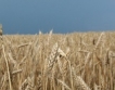 Изнасяме 800 хил. т. пшеница на Йордания 
