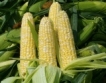 САЩ: 40 % от царевицата за биоетанол 