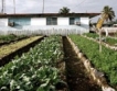 Куба стимулира частни фермери