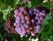 Държавата помага на лозари и винопроизводители